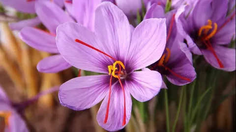 تصویر 3 از زعفران وحشی لرستان با کیفیت کنترل‌ شده و بسته‌ بندی شیک